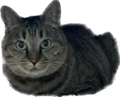 :ram6: